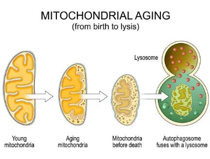 Mitochondrial aging process diagram