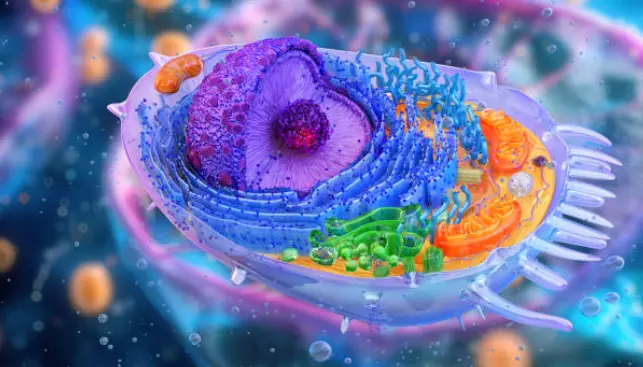 3D visualization of human cellular structure