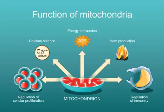 Mitochondrial function and synergy diagram